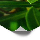 Poster Oleander (Nerium oleander) Blüten (Ecke)