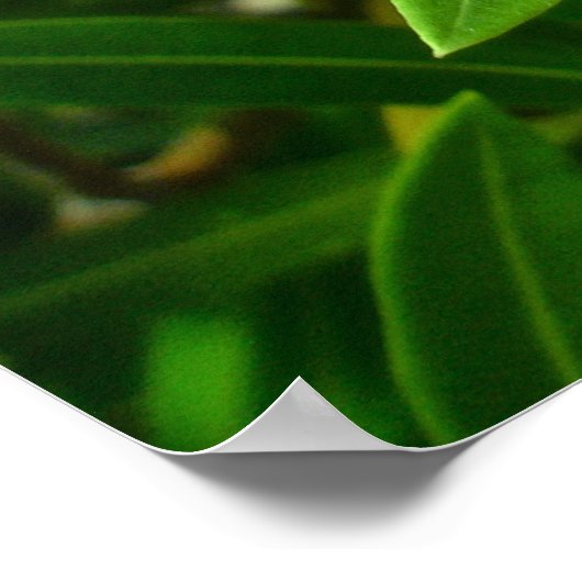 Poster Oleander (Nerium oleander) Blüten (Ecke)