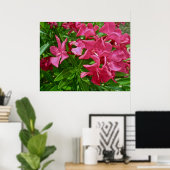 Poster Oleander (Nerium oleander) Blüten (Heimbüro)