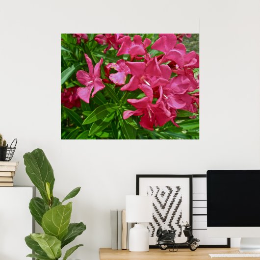 Poster Oleander (Nerium oleander) Blüten (Heimbüro)