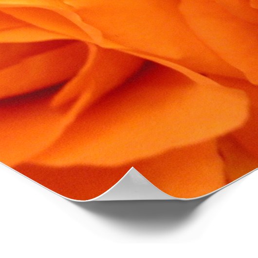 Poster, orange Rose Poster (Ecke)