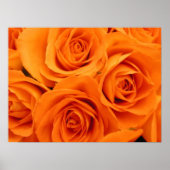 Poster, orange Rose Poster (Vorne)