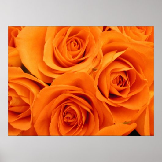 Poster, orange Rose Poster (Vorne)