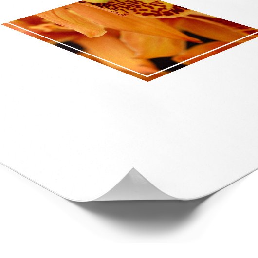 Poster-Orchid-Blume Poster (Ecke)