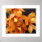 Poster-Orchid-Blume Poster (Vorne)