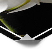 Poster-Orchid-Blume Poster (Ecke)