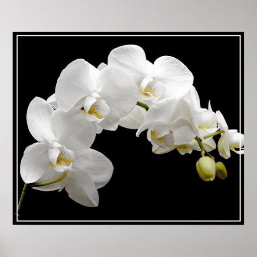 Poster-Orchid-Blume Poster (Vorne)