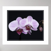 Poster-Orchid-Blume Poster (Vorne)