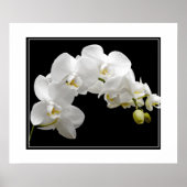 Poster-Orchid-Blume Poster (Vorne)