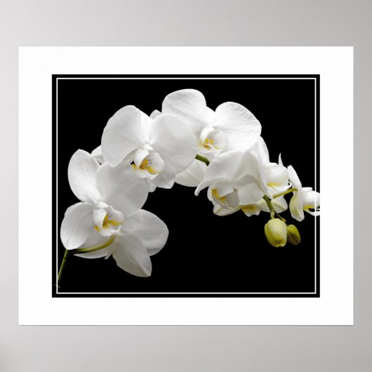 Poster-Orchid-Blume Poster (Vorne)