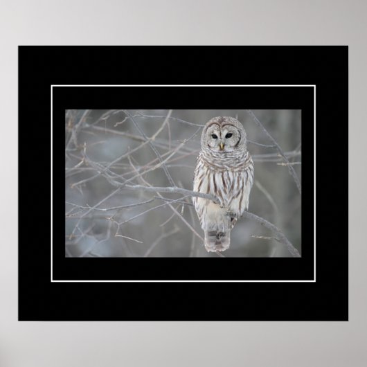 Poster-Owl Poster (Vorne)