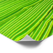 Poster - Palmfront in der Sonne (Ecke)