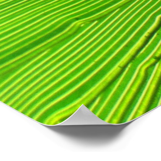 Poster - Palmfront in der Sonne (Ecke)