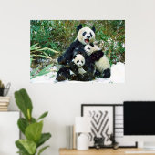 Poster Panda cubs (Heimbüro)