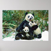 Poster Panda cubs (Vorne)