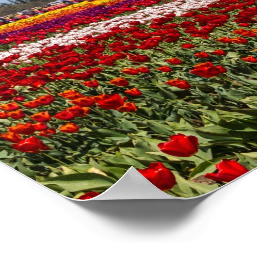 Poster Paper (Matte) (Ecke)