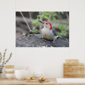Poster Paper (Matte) von Red Bellied Woodpecker Va (Küche)
