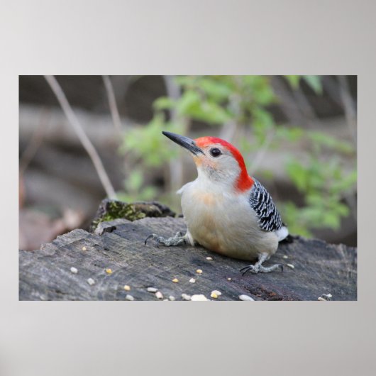 Poster Paper (Matte) von Red Bellied Woodpecker Va (Vorne)