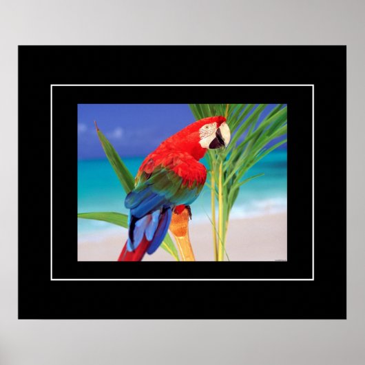 Poster-Parrot Poster (Vorne)
