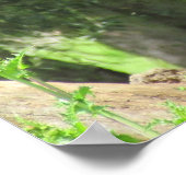 Poster - Peacock (Ecke)