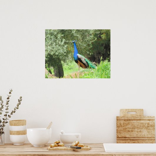 Poster - Peacock (Küche)