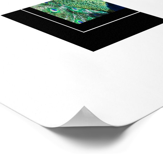 Poster-Peacock Poster (Ecke)