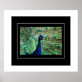 Poster-Peacock Poster (Vorne)