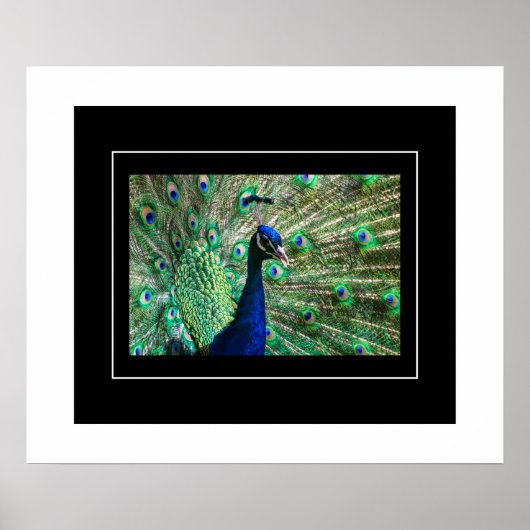 Poster-Peacock Poster (Vorne)