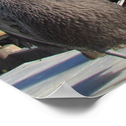 Poster - Pelikane auf Pier (Ecke)