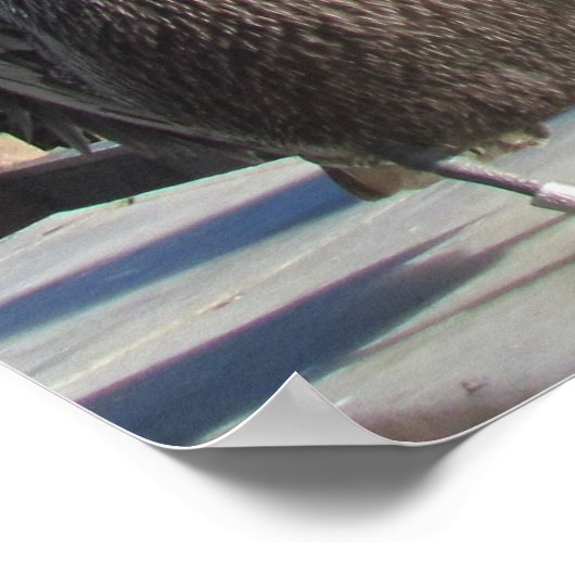 Poster - Pelikane auf Pier (Ecke)