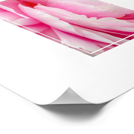 Poster-Peony-Blume Poster (Ecke)