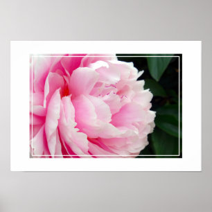 Poster-Peony-Blume Poster
