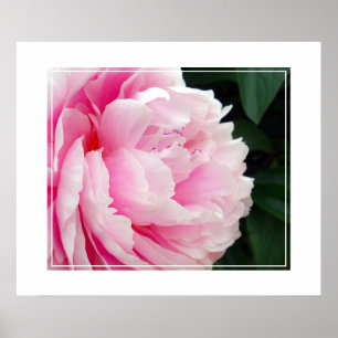 Poster-Peony-Blume Poster