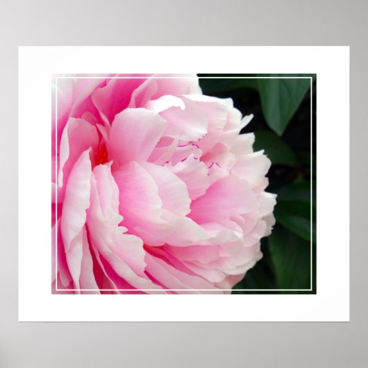 Poster-Peony-Blume Poster (Vorne)