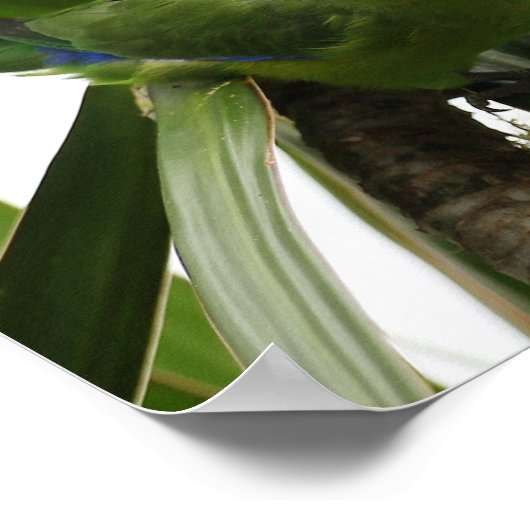 POSTER PERIQUITO TUIM 2 (Ecke)