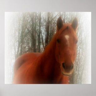 Poster/Pferd im Wald Poster