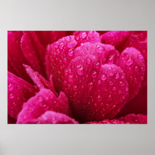 Poster Pfingstrose-Blume nach dem Regen Fotografie