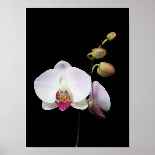 Poster "Phalaenopsis" (Vorne)