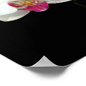 Poster "Phalaenopsis" (Ecke)