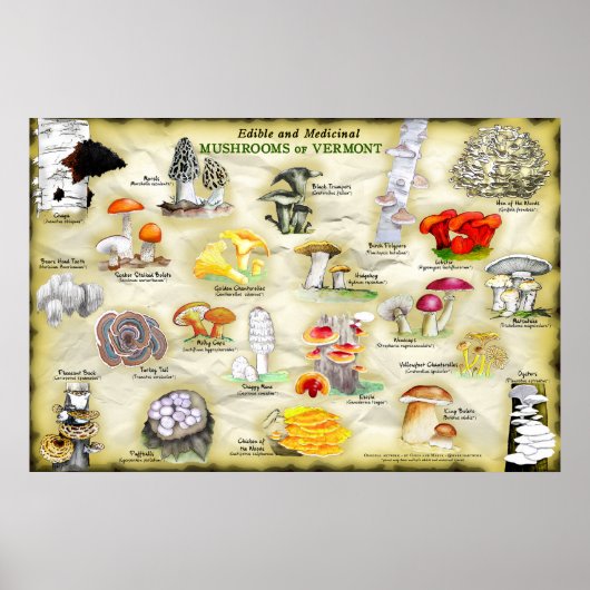 Poster-Pilze aus Vermont Poster (Vorne)