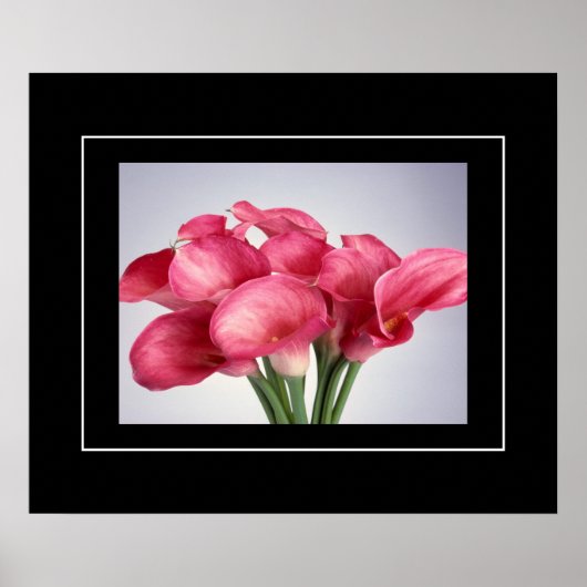 Poster-Pink Calla Lilies Poster (Vorne)