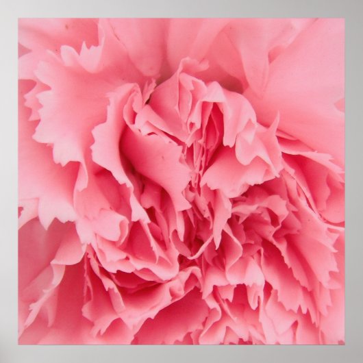 Poster Pink Carup Nah (Vorne)