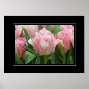 Poster Pink Tulips