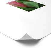 Poster Pink Tulips (Ecke)