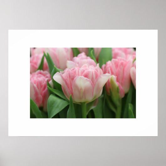 Poster Pink Tulips (Vorne)