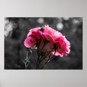 Poster Pinke Rose Eleganz