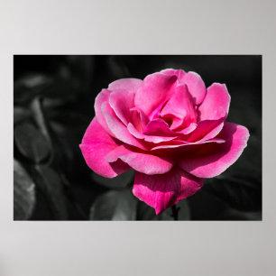 Poster Pinke Rose Eleganz