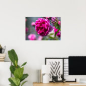 Poster Pinke Rosenfotografie (Heimbüro)
