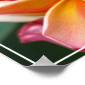 Poster-Plumeria-Blume Poster (Ecke)