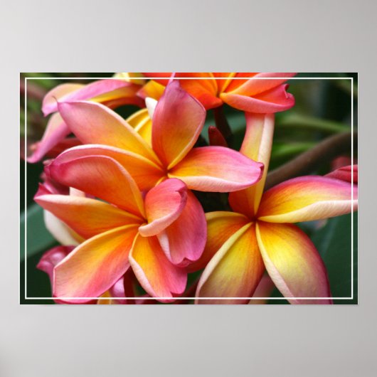 Poster-Plumeria-Blume Poster (Vorne)